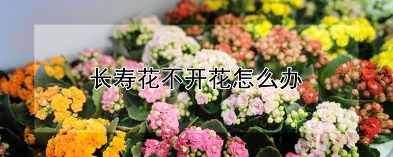 长寿花不开花怎么办