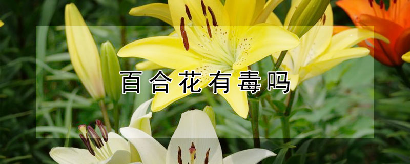 百合花有毒吗