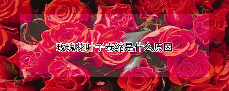 玫瑰花叶子卷缩是什么原因