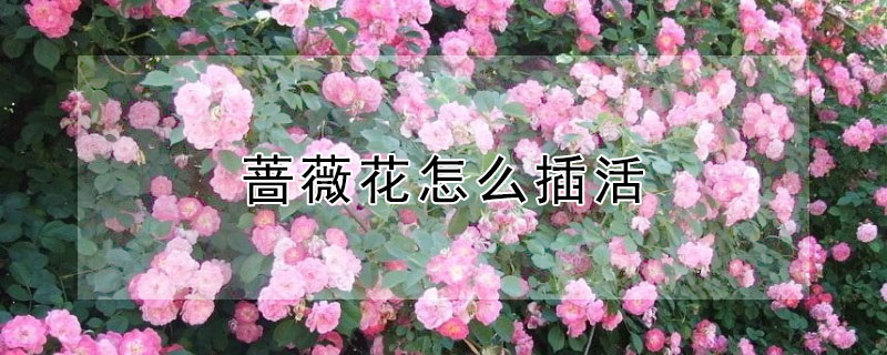 蔷薇花怎么插活