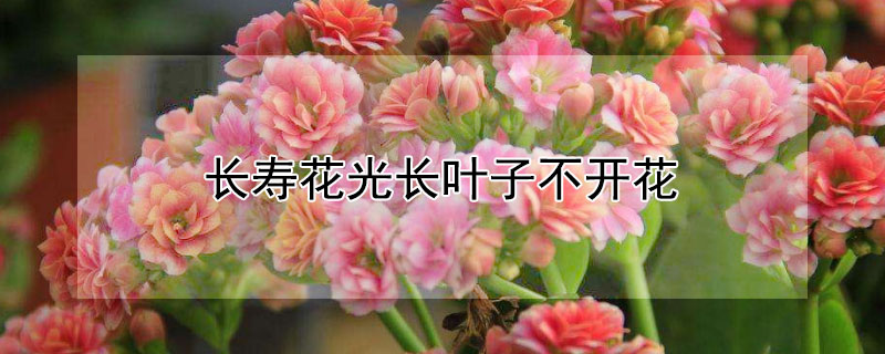 长寿花光长叶子不开花