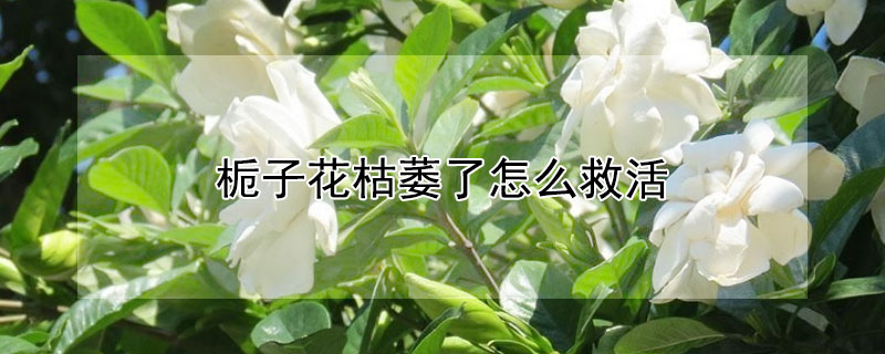 栀子花枯萎了怎么救活