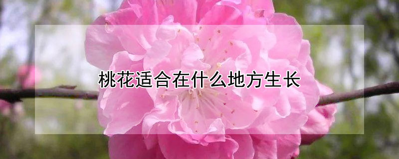 桃花适合在什么地方生长