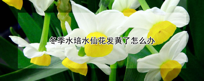 冬季水培水仙花发黄了怎么办