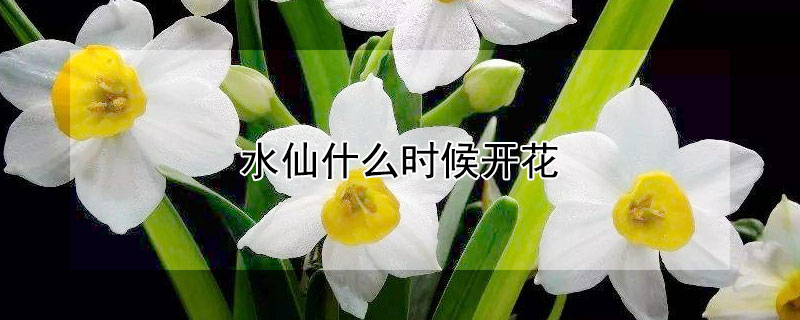 水仙什么时候开花