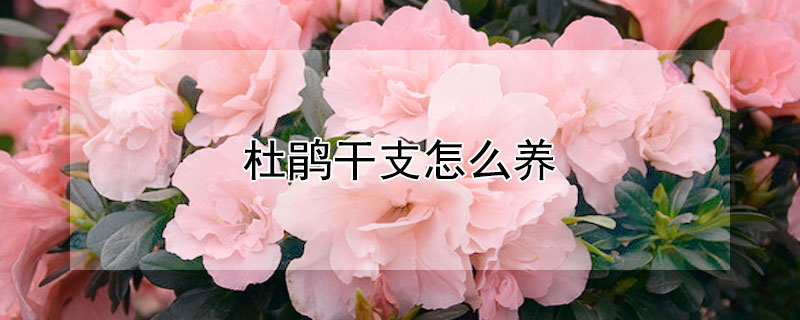 杜鹃干支怎么养