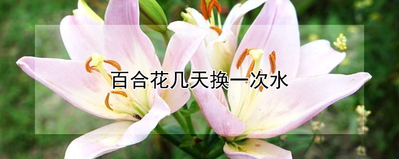 百合花几天换一次水