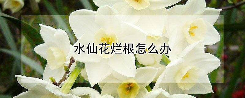 水仙花烂根怎么办