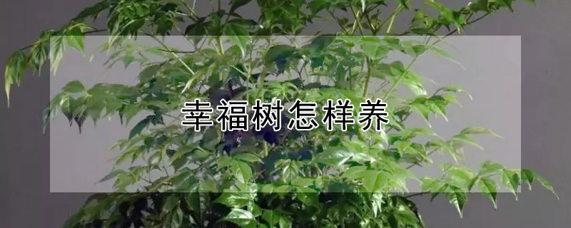 幸福树怎样养