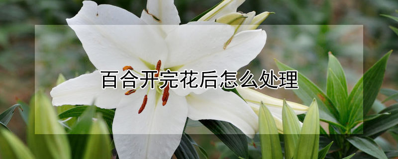 百合开完花后怎么处理