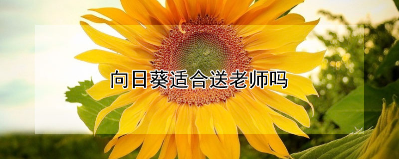 向日葵适合送老师吗