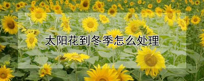 太阳花到冬季怎么处理