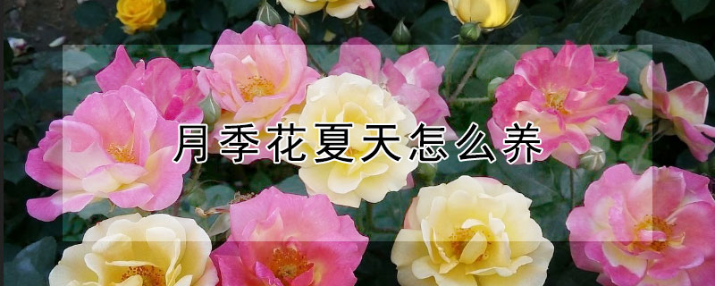 月季花夏天怎么养