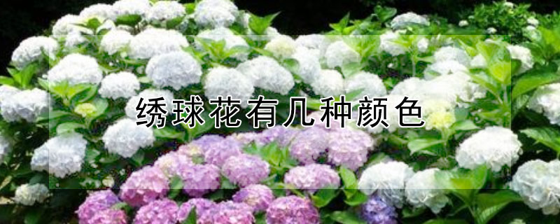 绣球花有几种颜色