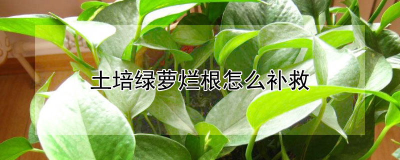 土培绿萝烂根怎么补救