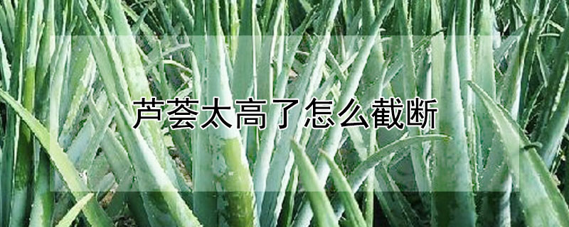 芦荟太高了怎么截断