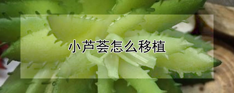 小芦荟怎么移植