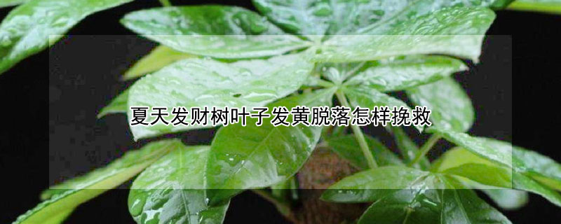 夏天发财树叶子发黄脱落怎样挽救