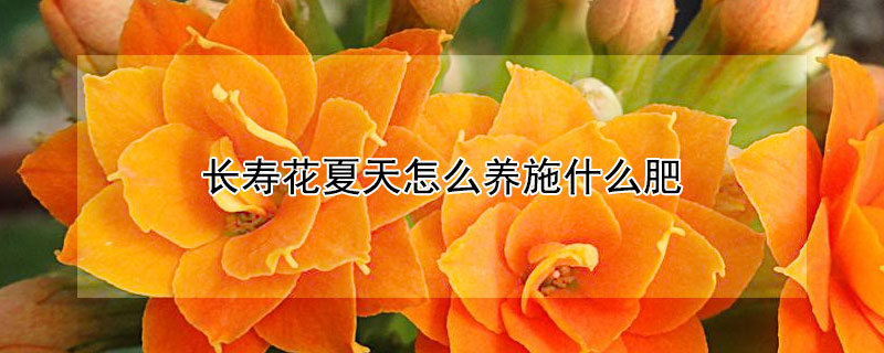 长寿花夏天怎么养施什么肥