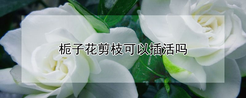 栀子花剪枝可以插活吗