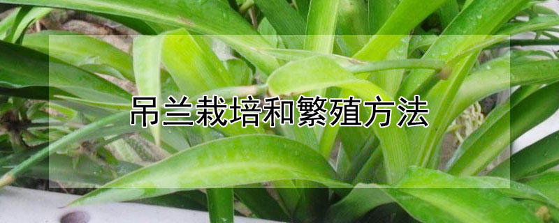 吊兰栽培和繁殖方法