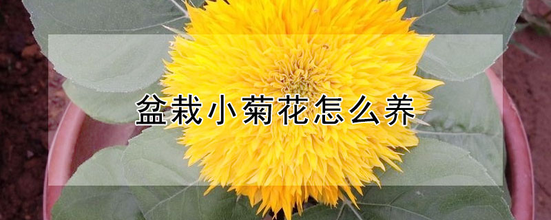 盆栽小菊花怎么养