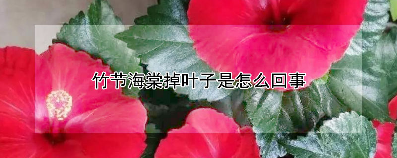 竹节海棠掉叶子是怎么回事