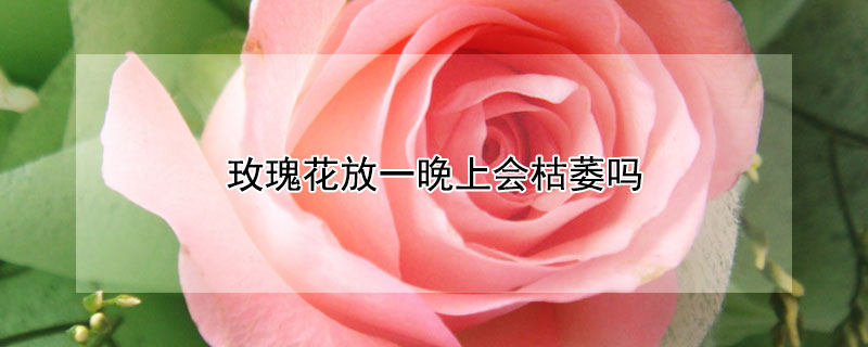 玫瑰花放一晚上会枯萎吗