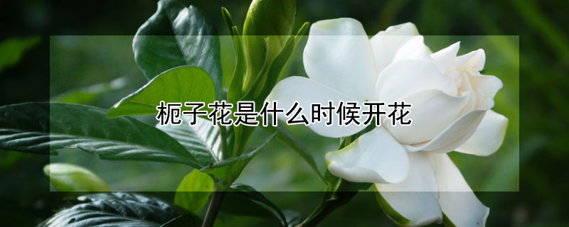 枙子花是什么时候开花