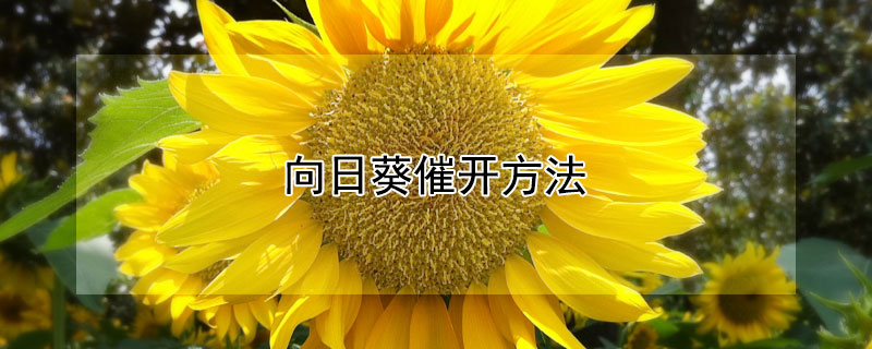 向日葵催开方法