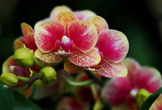 蝴蝶兰什么时候开花，蝴蝶兰一年开几次花