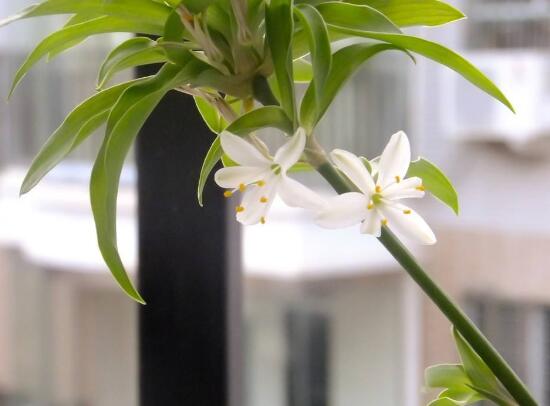 吊兰的花语是什么，吊兰开花有什么兆头