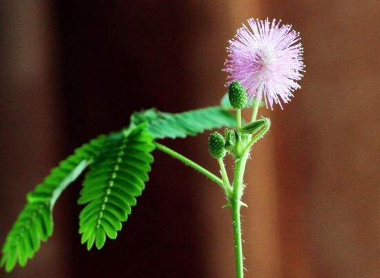 含羞草会开花吗，含羞草什么时候开花