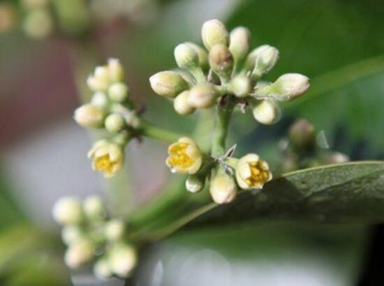 平安树开花吗，平安树养多久可以开花