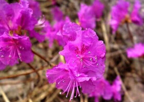 杜鹃花花期多长时间，杜鹃花一年开几次花