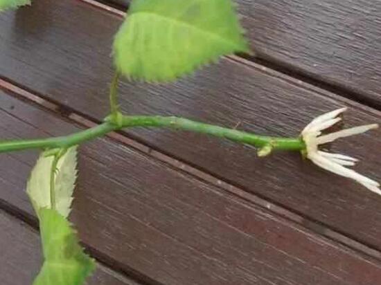 月季花可以水培吗，月季花水培生根的方法