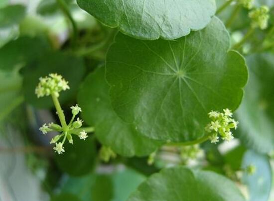 铜钱草什么时候开花，铜钱草花期多长时间（四个月）