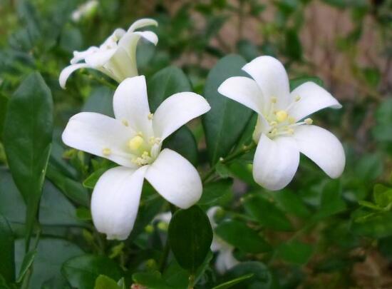 九里香花期多长时间，九里香不开花的原因