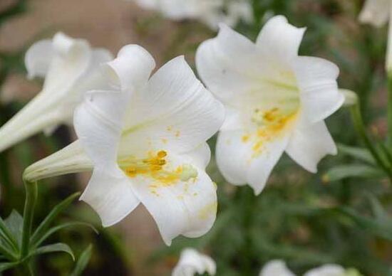 百合花怎么养，百合花的养殖方法和注意事项