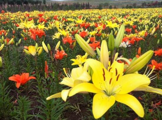 百合花有多少品种，百合花品种图片大全