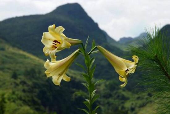 百合花花期多久，百合花开花后怎么处理/施肥浇水养护