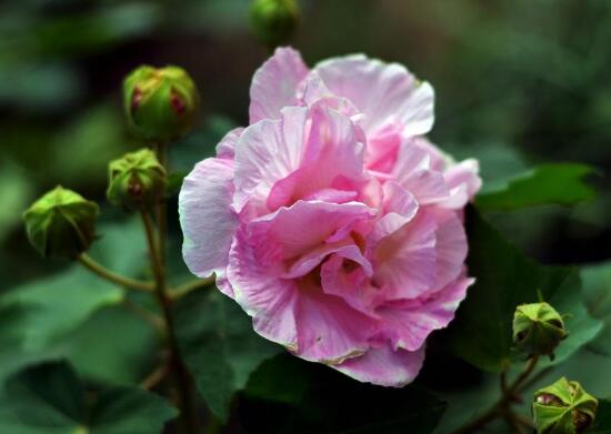 芙蓉花什么时候开，芙蓉花一年开几次花