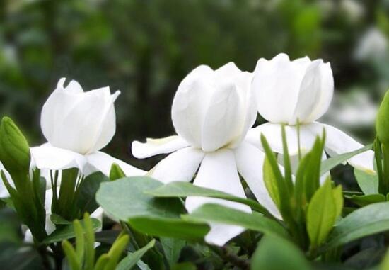 栀子花可以用复合肥吗，栀子花施什么肥好