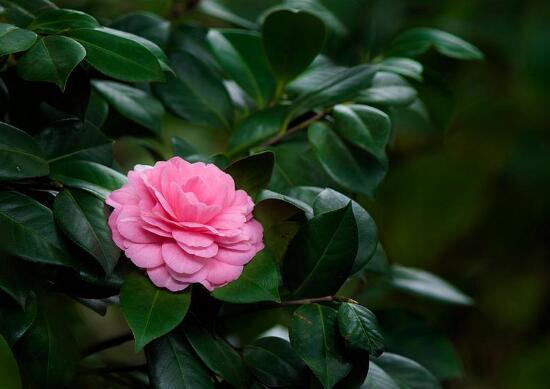 茶花叶子长黑斑是怎么回事，茶花叶子长黑斑怎么办