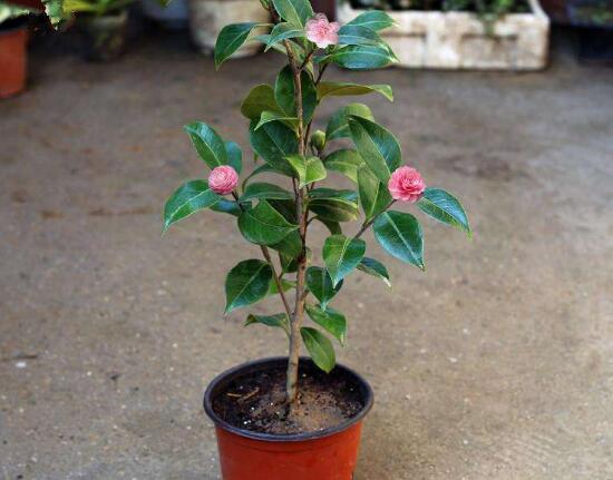 茶花适合在室内养吗，茶花对家里的风水好吗