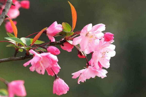 海棠花烂茎了怎么办，烂茎原因以及解决方法