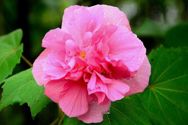 芙蓉花叶子蔫了怎么办，找到原因立即处理