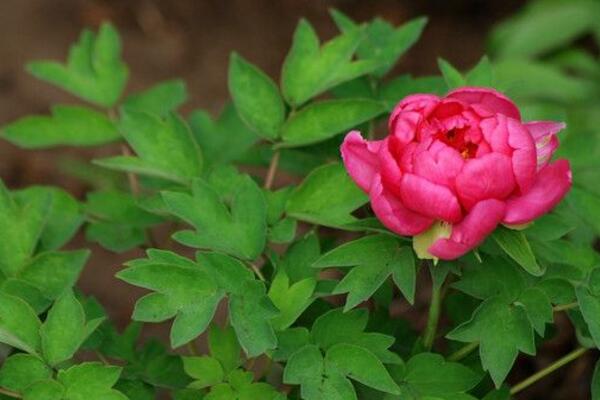 芍药花和牡丹花的区别，从5个方面来区分它们