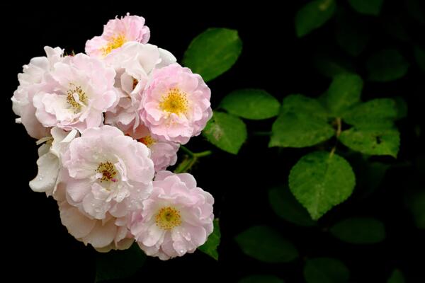 蔷薇花什么季节种植，一年四季都可以