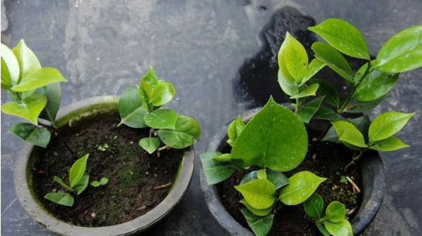 茶花怎样科学施肥